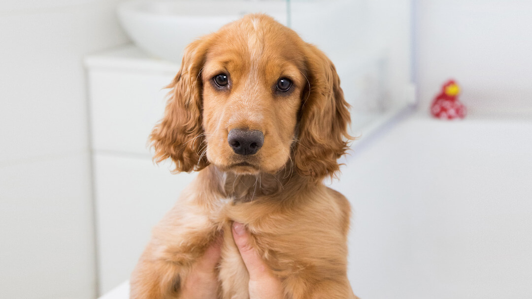 Giving a store puppy a bath